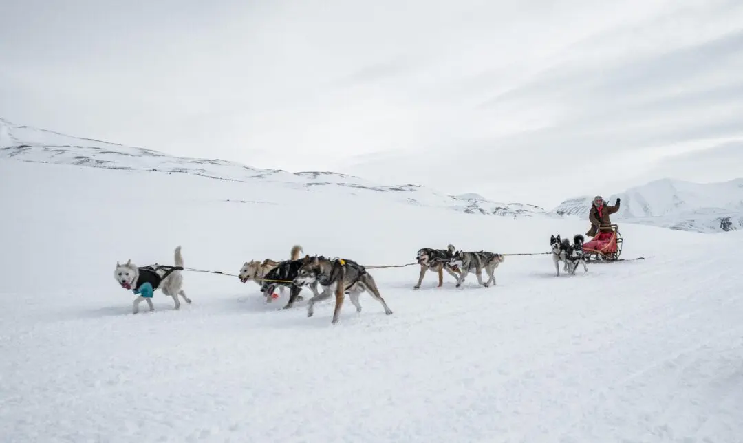 chiens de traineau en laponie