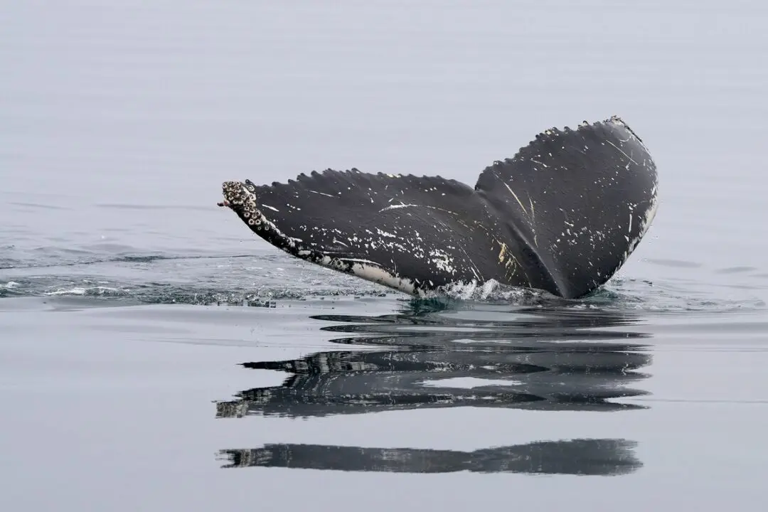 Baleine nageant dans un fjord norvégien