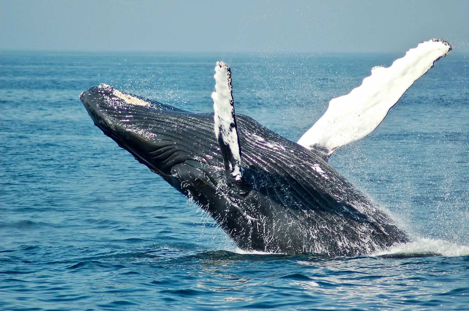 baleines en norvège