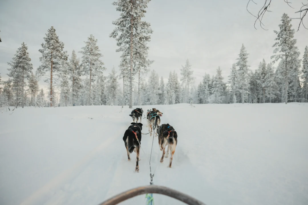 Chiens de traineau Echappée Nord