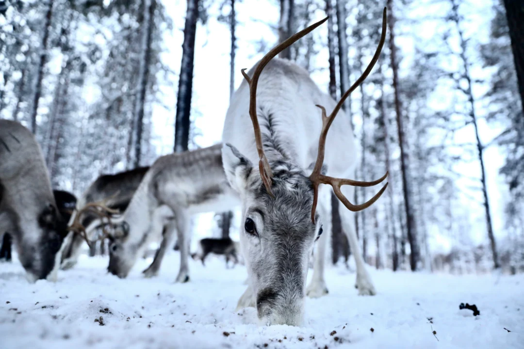 Finlande Renne Echappée Nord